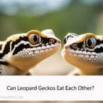 Can Leopard Geckos Eat Each Other
