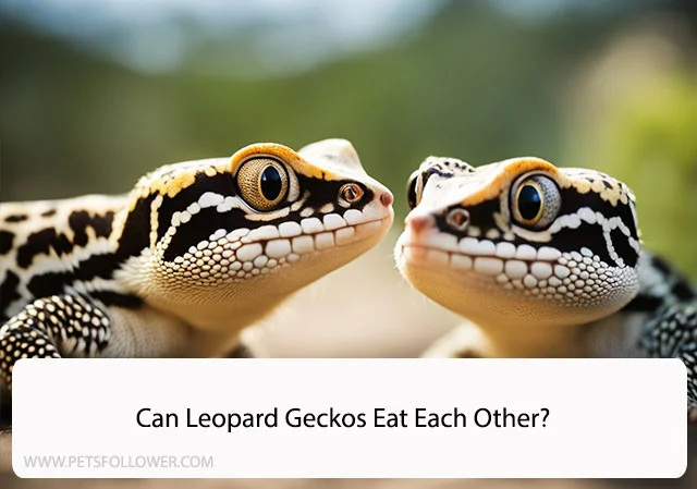 Can Leopard Geckos Eat Each Other