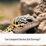 Can Leopard Geckos Eat Earwigs