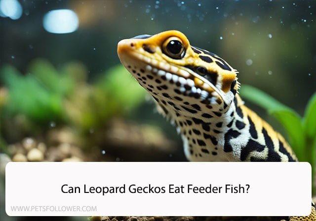 Can Leopard Geckos Eat Feeder Fish?