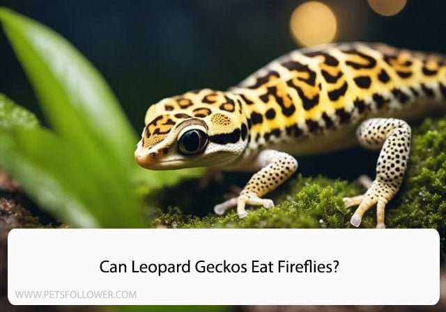 Can Leopard Geckos Eat Fireflies?