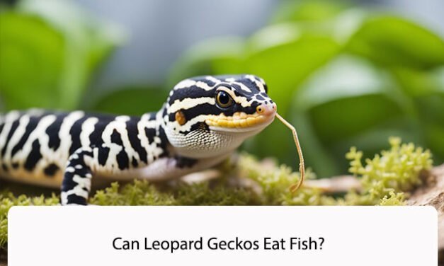 Can Leopard Geckos Eat Fish?
