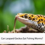Can Leopard Geckos Eat Fishing Worms