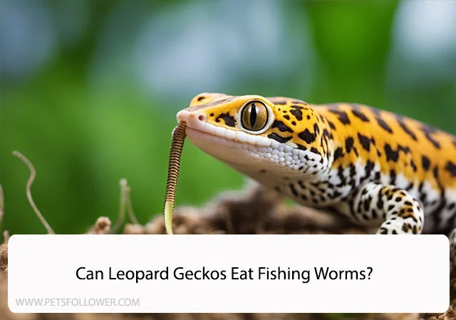 Can Leopard Geckos Eat Fishing Worms