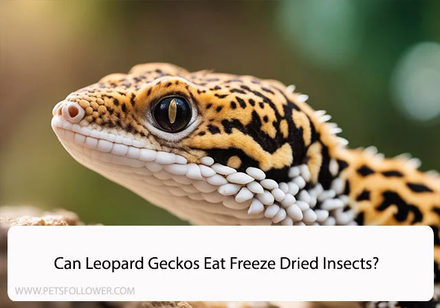 Can Leopard Geckos Eat Freeze Dried Insects