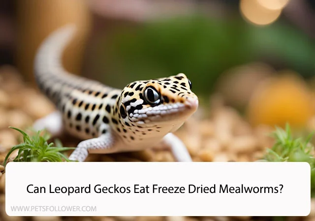 Can Leopard Geckos Eat Freeze Dried Mealworms