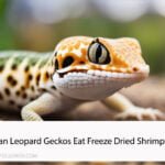 Can Leopard Geckos Eat Freeze Dried Shrimp