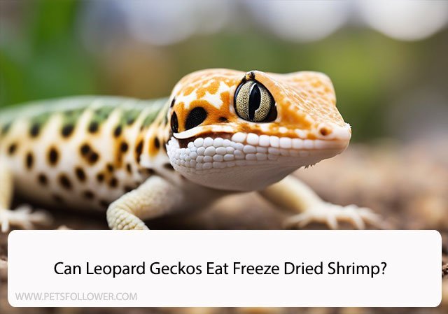 Can Leopard Geckos Eat Freeze Dried Shrimp?