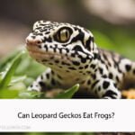 Can Leopard Geckos Eat Frogs