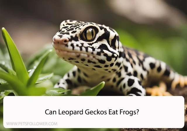 Can Leopard Geckos Eat Frogs
