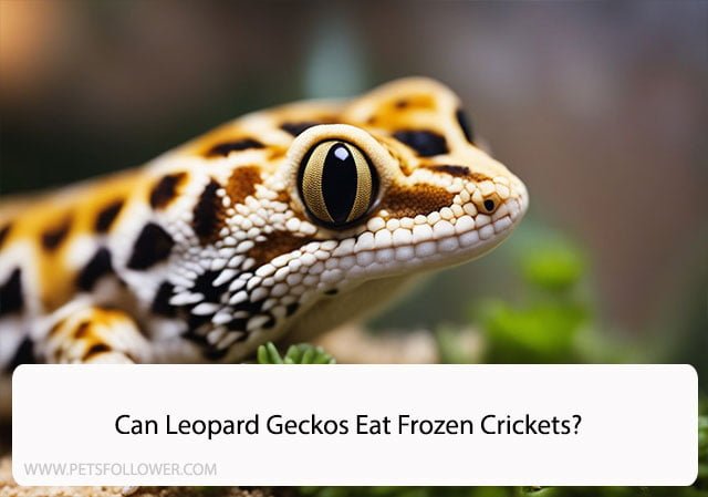 Can Leopard Geckos Eat Frozen Crickets?