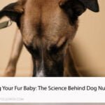 Fueling Your Fur Baby: The Science Behind Dog Nutrition