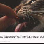 How to Best Train Your Cats to Eat Their Food