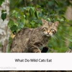 What Do Wild Cats Eat
