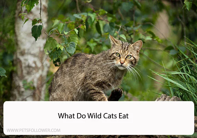 What Do Wild Cats Eat