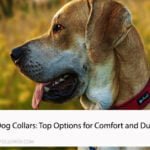 Best Dog Collars