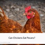 Can Chickens Eat Pecans