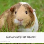 Can Guinea Pigs Eat Bananas