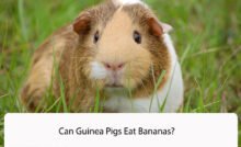 Can Guinea Pigs Eat Bananas