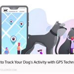 How to Track Your Dog