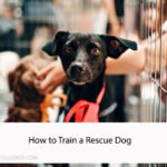 How to Train a Rescue Dog