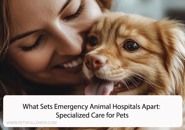 What Sets Emergency Animal Hospitals Apart: Specialized Care for Pets
