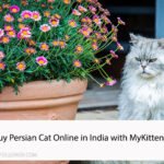 Buy Persian Cat Online in India with MyKitten