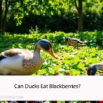 Can Ducks Eat Blackberries