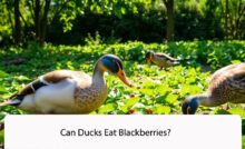 Can Ducks Eat Blackberries