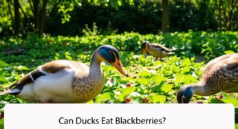Can Ducks Eat Blackberries? Surprising Facts for Duck Owners