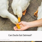 Can Ducks Eat Oatmeal