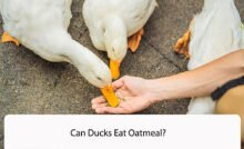 Can Ducks Eat Oatmeal