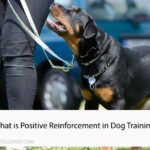 What is Positive Reinforcement in Dog Training