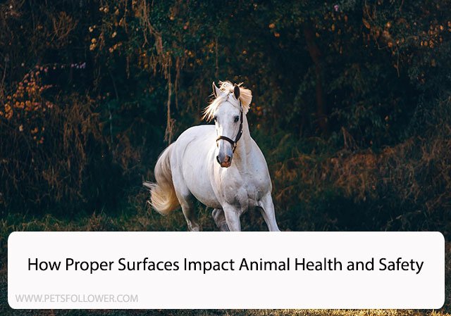 How Proper Surfaces Impact Animal Health and Safety