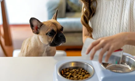 Premium Dry Dog Food: What Makes Artisanal Brands Stand Out