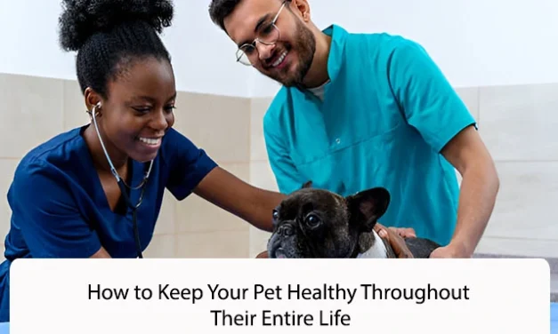 How to Keep Your Pet Healthy Throughout Their Entire Life