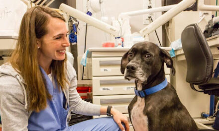 Top 5 Reasons to Choose RexVet for Affordable Pet Telehealth