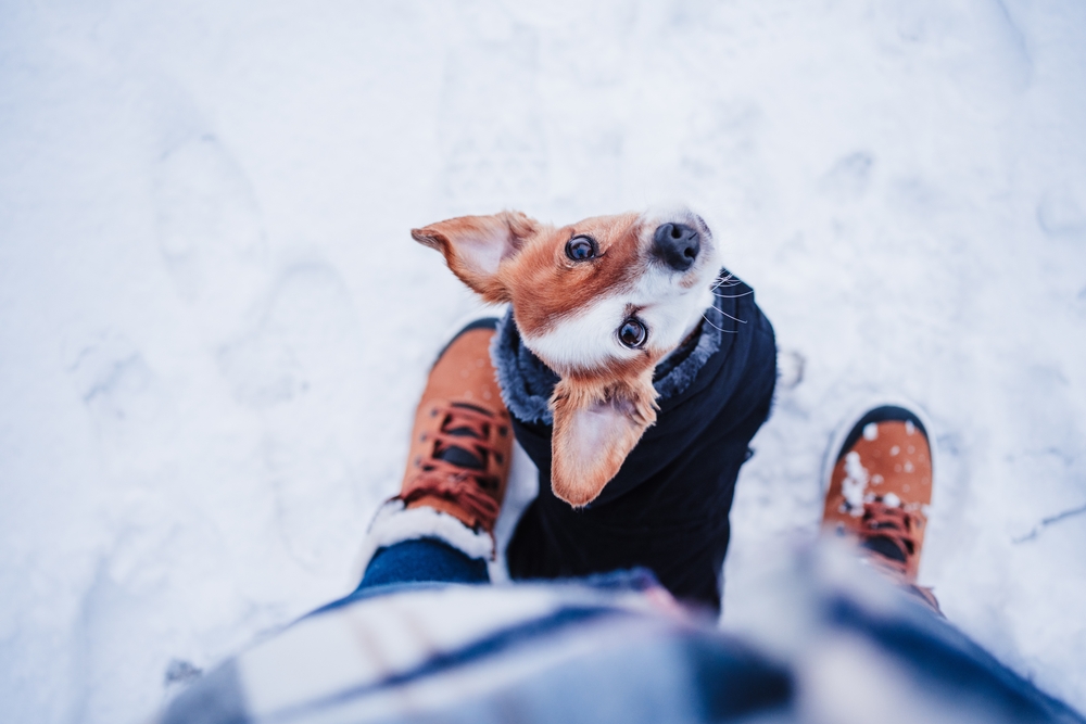 Winter care tips for dogs