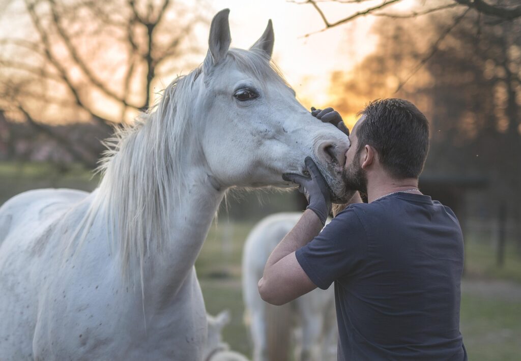 Horse Owner's Guide