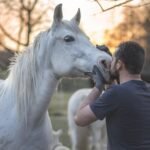 Horse Owner's Guide