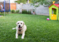 Dog-friendly yard