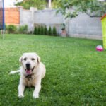Dog-friendly yard