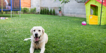 Dog-friendly yard