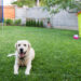 Dog-friendly yard