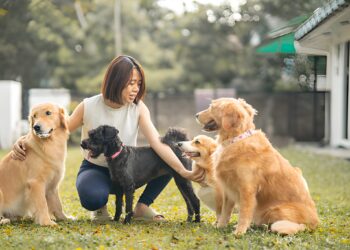 How to Prepare Your Dog for Their First Boarding Stay