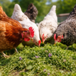 Can Chickens Eat Alfalfa