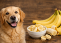 Can Dogs Eat Bananas