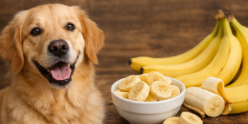 Can Dogs Eat Bananas