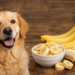 Can Dogs Eat Bananas