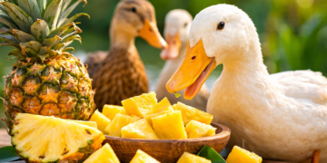Can Ducks Eat Pineapple